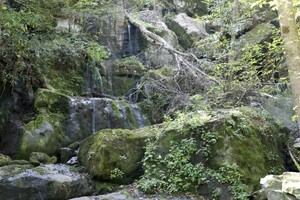 A fell tree and considerably less than 1000 drips after the dry weather this year