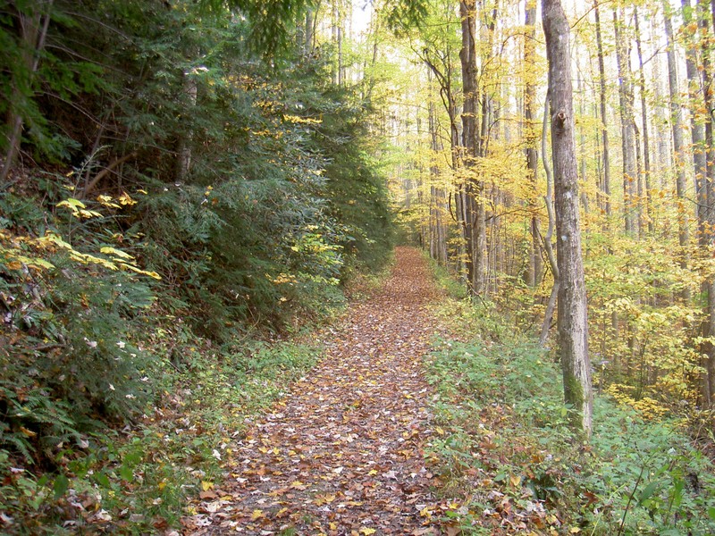 I thought the color contrast on opposite sides of the trail were interesting