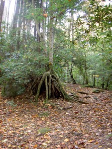 End of the old road there was an interesting tree growing on an old stump