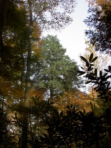 Opening in the canopy and an exceptionally bright green Hemlock