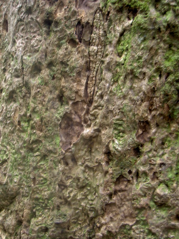 Bark of the big Tulip Poplar, it's barely alive with everything above about 50' gone