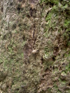 Bark of the big Tulip Poplar, it's barely alive with everything above about 50' gone