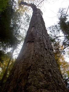 25' in circumference I think. One limb with live leaves towards the top