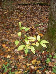An American Chestnut sprout
