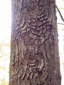 Interesting bark patterns on this Maple