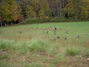 After leaving, spotted 25 turkey in a field