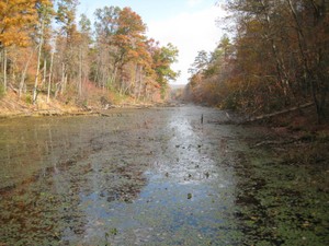 Highlight for Album: Bays Mountain Park