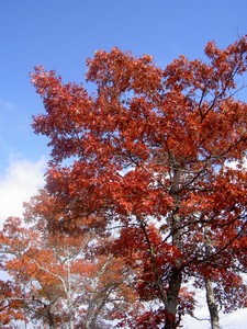 Fall color was in full swing