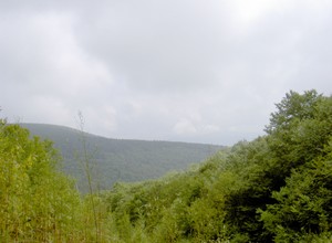 A gap in the trees that offered a view from the road.