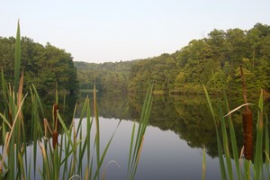 Small lake in the park