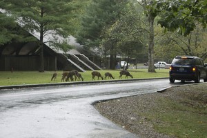 All the deer were at the visitors center!