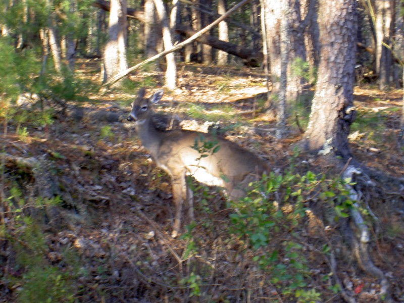 This one lone doe clogged up traffic for a mile or more. We walked ahead hoping it would be a bear...