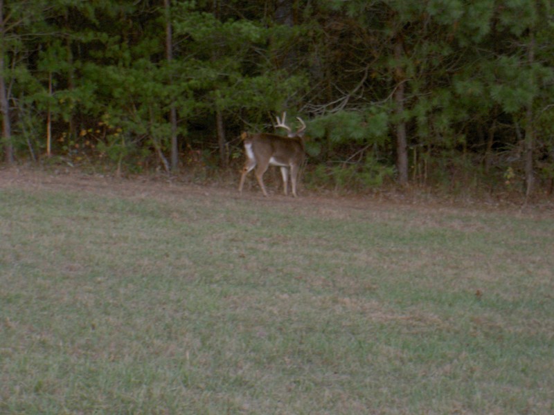 Just past the bathrooms spotted a big buck