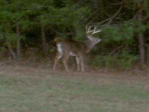 He was an old one, 8pt and no tail