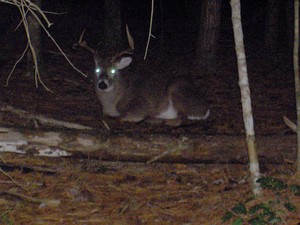 He walked a hundred feet into the woods and just plopped down