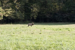 Highlight for Album: Cataloochee