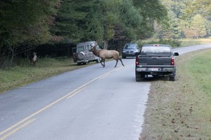 Yes he looked both ways before crossing, really...