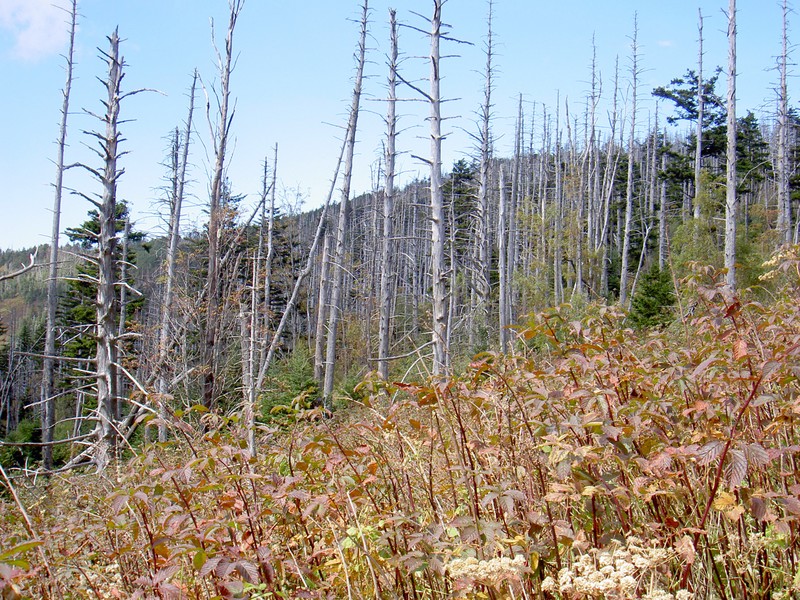 Lots of dead Spruce and Fir. Pollution, balsam wooly adelgid, whatever...