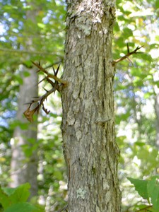 For anyone who has never seen a thorn tree (honey locust). I grabbed this one to steady myself while rock-hopping without noticing the thorns first. Ouch