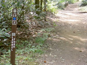 The falls are along the Laurel Fork Trail, CNF #39 which is blue blazed.