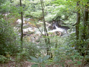 A small cascading rapids visible from the trail which was 30' or more above it at this point.