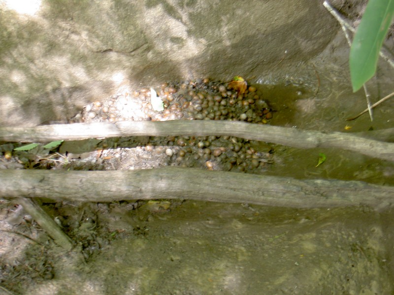 Towards the top, a side stream of water had piled up a huge number of acorns