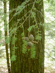 After leaving the falls, headed on down the AT towards the Elk river. These acorns had fallen and lodged on the hemlock branch