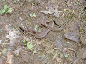 Spotted 3 snakes in the mud on the river bank