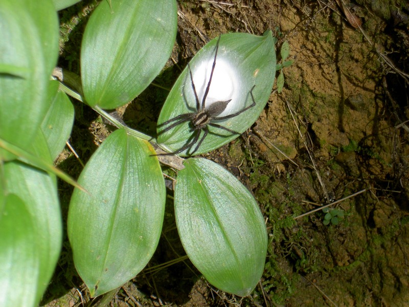 A spider and egg sack along the trail
