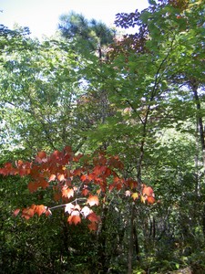 A tree or two are starting to change colors