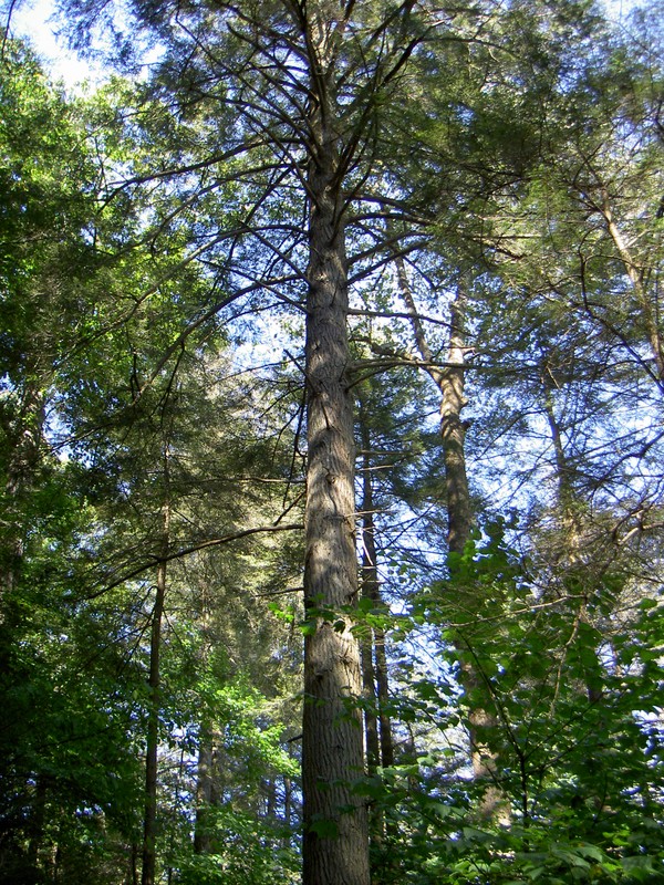 A big hemlock