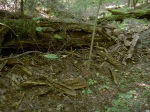 Looks like a bear has been tearing into this old log