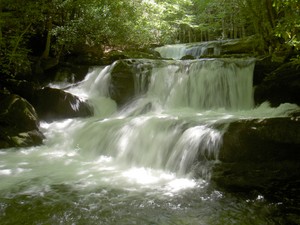 Highlight for Album: Lynn Camp Prong Cascades