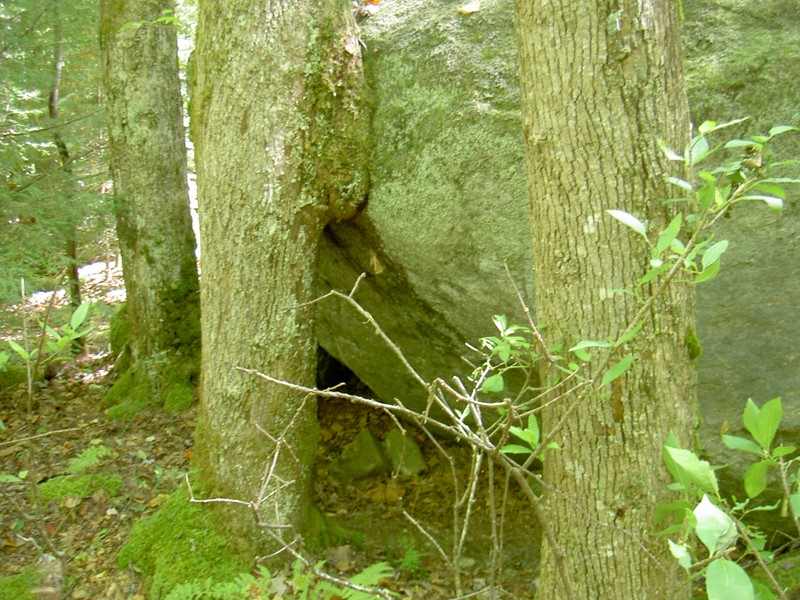 Wonder if the growing tree raised this rock up like that?