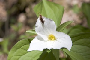 Bug on a Trillium bloom