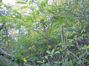 An American Chestnut sprout already with blight above the trail