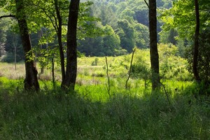 Bog in Glades Wildlife Management area