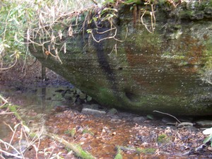 On the Chief Benge trail beside Stony Creek off of SR704 just south of High Knob recreation area.