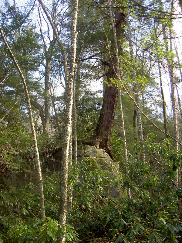 A really big Hemlock growing about 15' in the air on top of a rock.