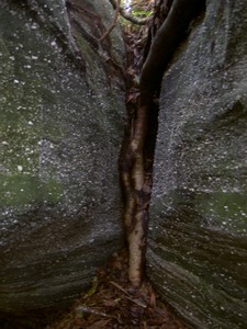 Another big rock beside the trail with trees growing on top of it, sending roots anywhere they can