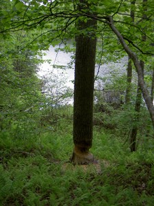 Beaver damage at Bark Camp Lake