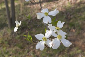 Dogwood