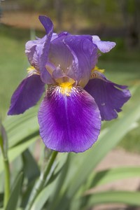 Iris