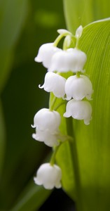 Lily of the Valley (Convallaria montana)