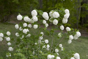 Snowball bush