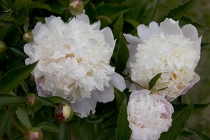 White Peony(sp?)