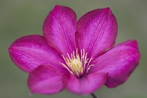 Clematis