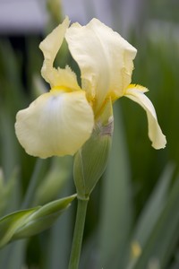 Iris