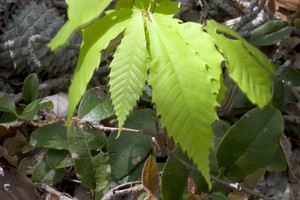 American Chestnut sprout