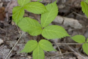 American Ginseng (Panax quinquefolius)